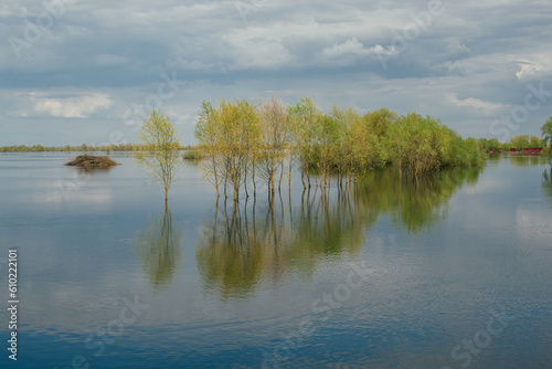Flood in Polissya, Belarus, trees in the water