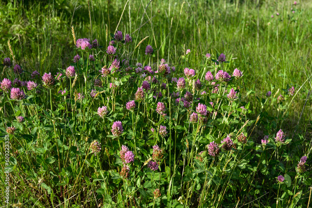 Trifolium pratense flower with characteristics of an alpine habitat.