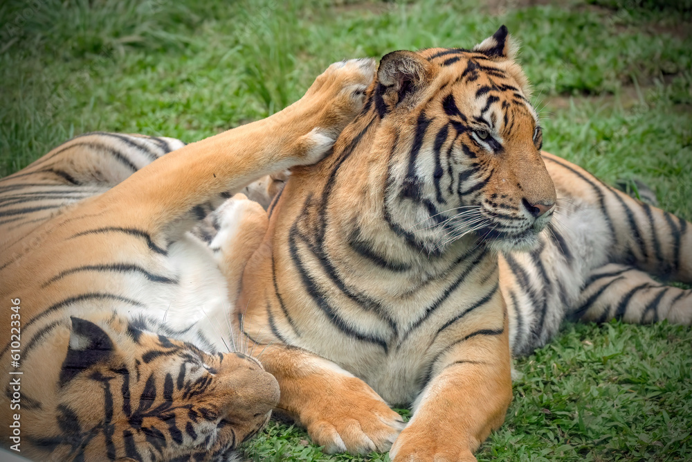 Fototapeta premium tiger in the zoo
