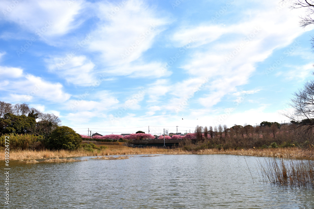 三浦海岸小松ケ池のうえの白い雲