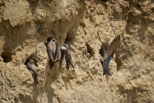 Sand martin colony in a river bank photo