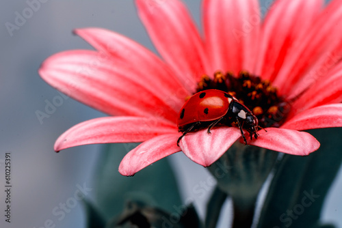 Macro shots, Beautiful nature scene. Beautiful ladybug on leaf defocused background