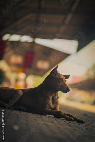 The dog is lying on the pyron