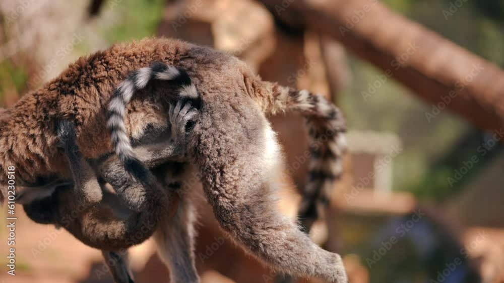 Side view tracking shot adult lemur walking in slow motion with baby animal hanging on belly and leaving. Live camera follows confident primate strolling in sunshine in zoo on Cyprus
