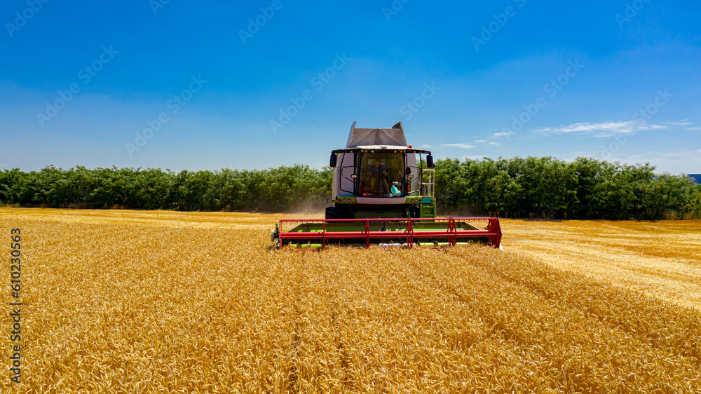 Fototapeta premium Combine, harvester machine, harvest ripe cereal, wheat