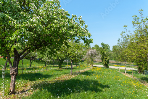 Landschaft mit blühenden Obstbäumen und Frühlingswiese beim Geilweilerhof in Siebeldingen. Region Pfalz im Bundesland Rheinland-Pfalz in Deutschland