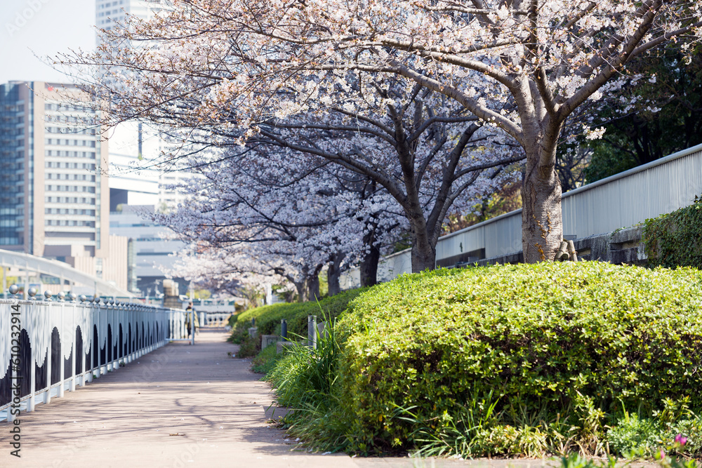 中之島遊歩道の春