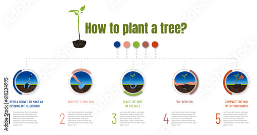 Infographic of the steps to follow to plant a tree and collaborate in reforestation. Care for the environment.