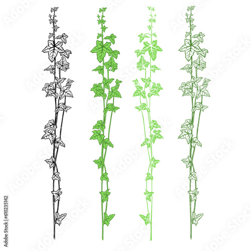 Ivy. Hand drawn set , 4 isolated branches on a white background. Vector design elements .