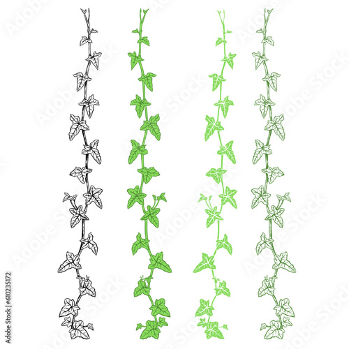 Ivy. Hand drawn set , 4 isolated branches on a white background. Vector design elements .