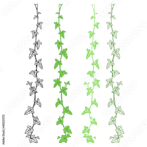 Ivy. Hand drawn set   4 isolated branches on a white background. Vector design elements .