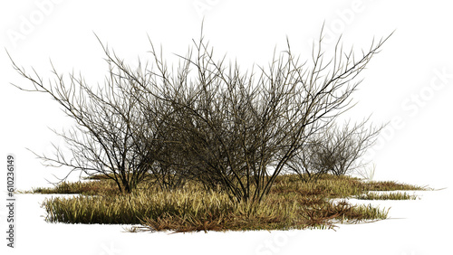 Obraz na plátne dry bushes and grass in the savanna, isolated on transparent background