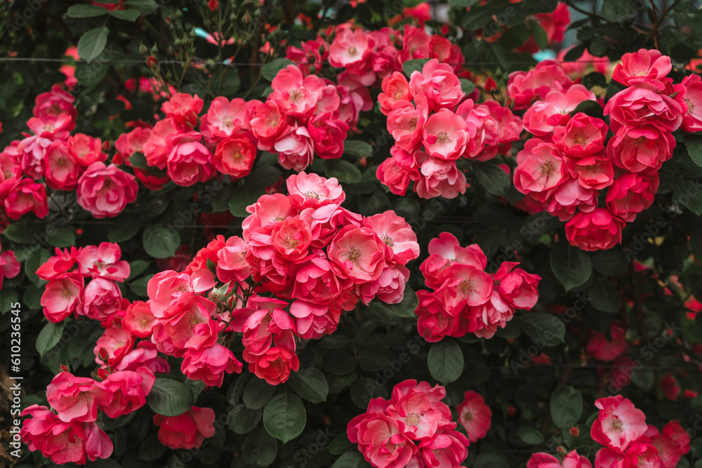 Red roses are blooming beautifully Red roses are blooming beautifully