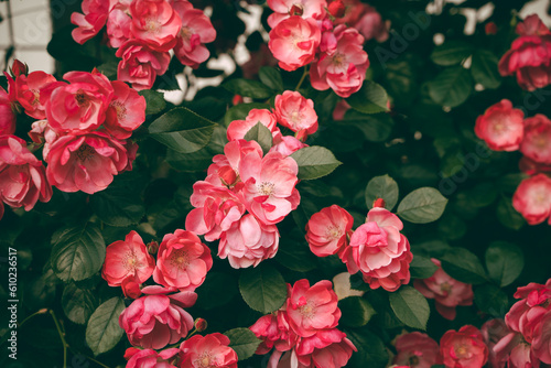 Red roses are blooming beautifully