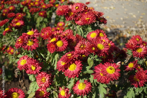 Abundance of red and yellow flowers of semidouble Chrysanthemums in mid November photo