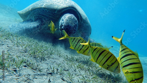 Fototapeta Naklejka Na Ścianę i Meble -  Green turtles are the largest of all sea turtles. A typical adult is 3 to 4 feet long and weighs between 300 and 350 pounds.