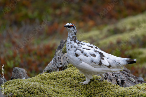 Lagopède