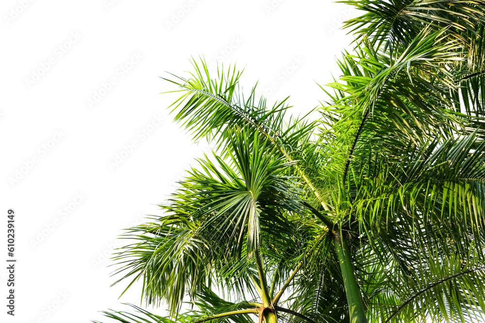 palm tree isolated on white palm tree isolated on white