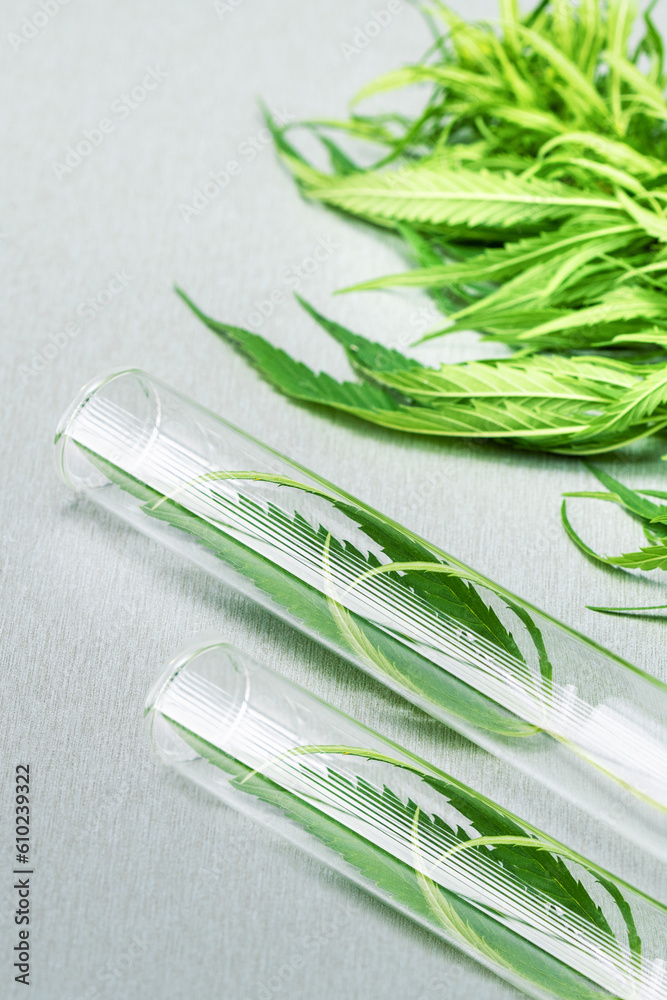 cannabis in glass tube for experiment, analysis. Cannabis plants on the table in lab. - obrazy, fototapety, plakaty 