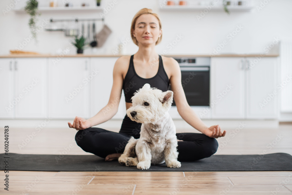 Full length view of West Highland White Terrier resting on rubber mat while charming fit lady doing yoga behind. Calm pet lover achieving Padmasana with gyan mudra while cute dog finding comfort. Full length view of West Highland White Terrier resting on rubber mat while charming fit lady doing yoga behind. Calm pet lover achieving Padmasana with gyan mudra while cute dog finding comfort.