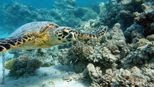 Hawksbill sea turtle  CR species  Hawksbill Turtle - Eretmochelys imbricata. Sea turtles . Great Reef Turtle .Bissa. 