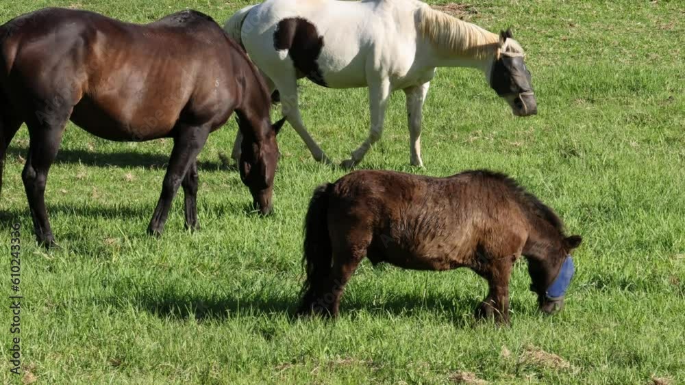 Horses Wearing Fly Masks Grazing on Green Grass Horses Wearing Fly Masks Grazing on Green Grass
