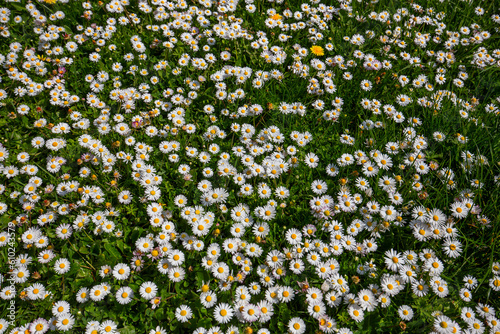 daisies flowers in a garden at spring in France
