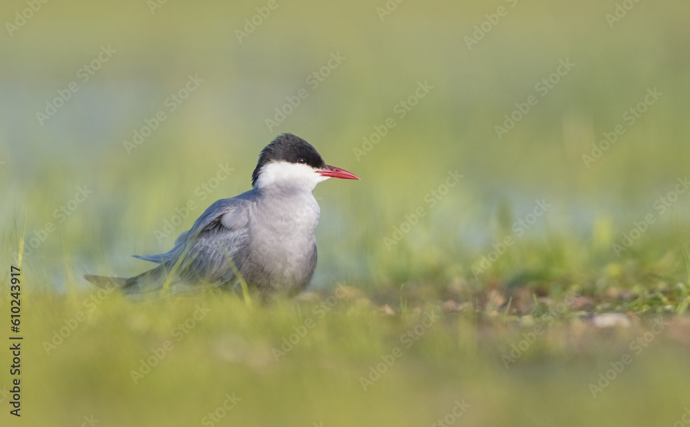 Whiskered tern - adult bird at a wetland in spring Whiskered tern - adult bird at a wetland in spring