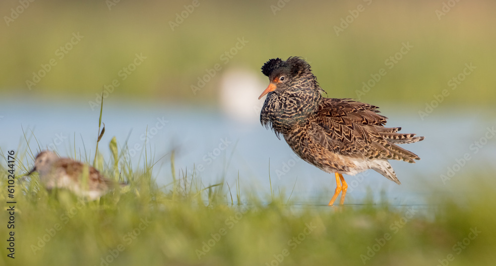 Fototapeta premium Ruff - male bird at a wetland on the mating season in spring