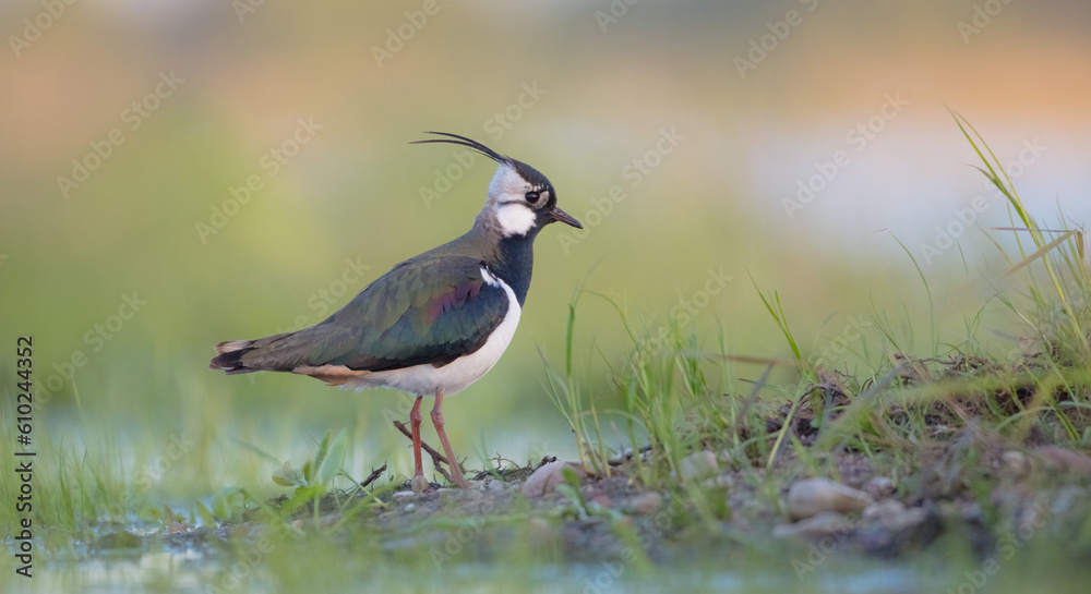 Obraz premium Northern lapwing - male bird at a wetland in spring 
