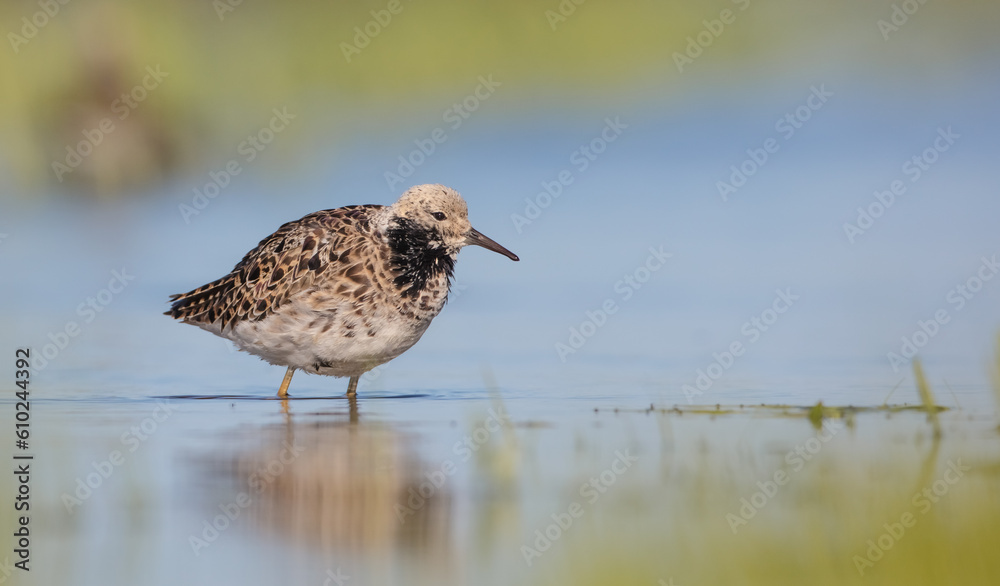 Ruff - male bird at a wetland on the mating season in spring Ruff - male bird at a wetland on the mating season in spring