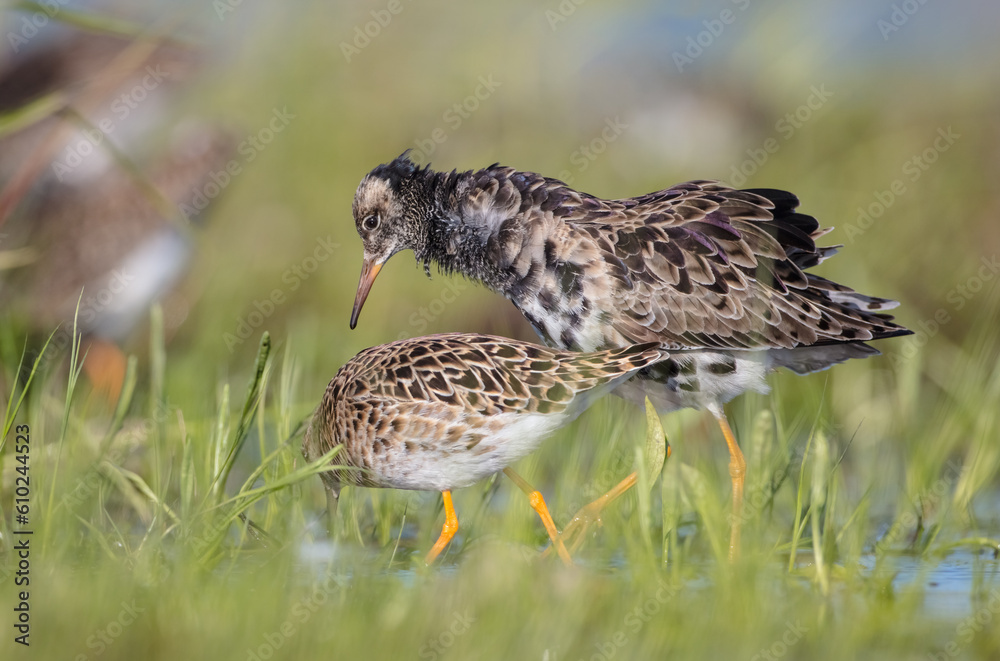 The ruff - pair at wetland on a mating season in spring The ruff - pair at wetland on a mating season in spring