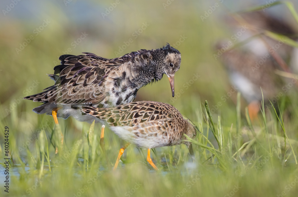 The ruff - pair at wetland on a mating season in spring The ruff - pair at wetland on a mating season in spring