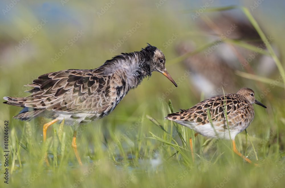 Fototapeta premium The ruff - pair at wetland on a mating season in spring