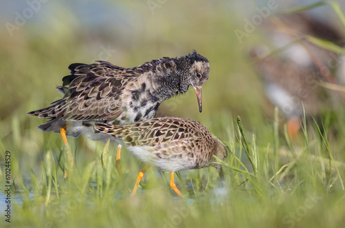  The ruff - pair at wetland on a mating season in spring