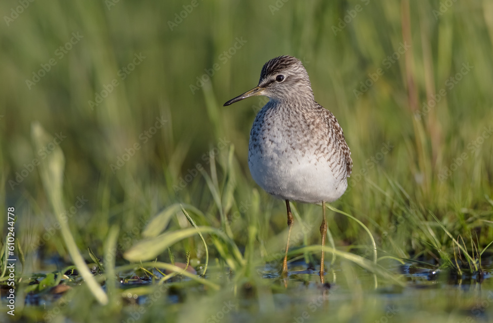 Fototapeta premium Wood Sandpiper - in spring on the migration way at wetland
