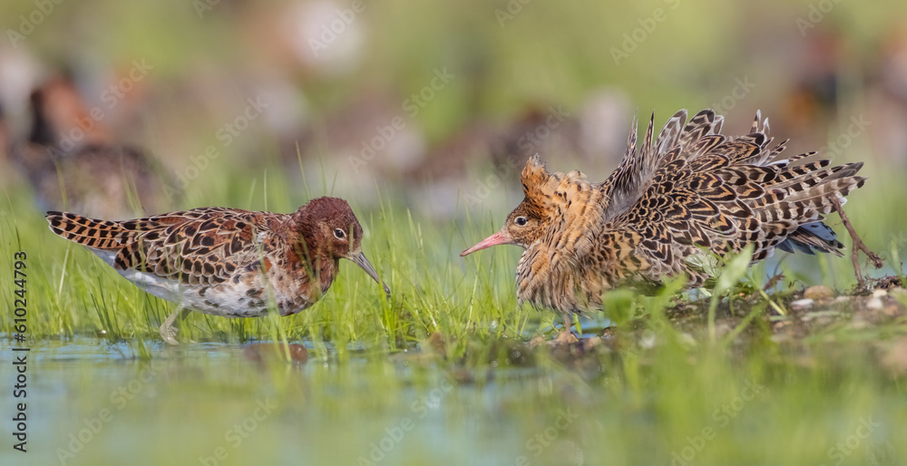The ruff - pair at wetland on a mating season in spring The ruff - pair at wetland on a mating season in spring