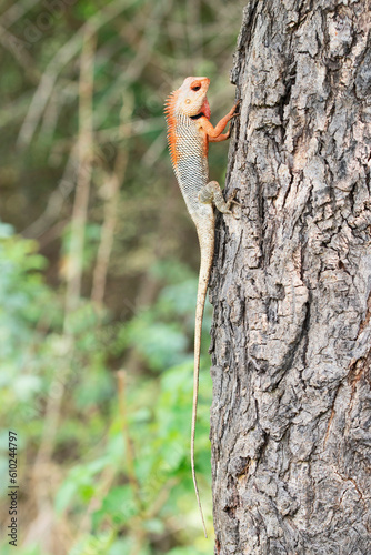 Breeding plumage Changable garden lizard, Calotes versicolor at Satara, Maharashtra © RealityImages