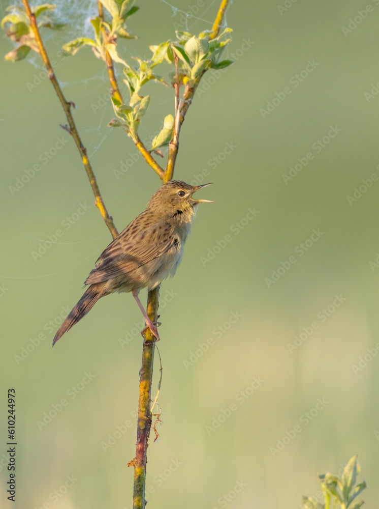 Fototapeta premium Common grasshopper warbler - at the meadow in spring