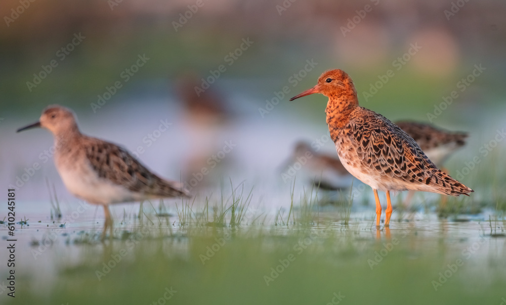  The ruff - pair at wetland on a mating season in spring