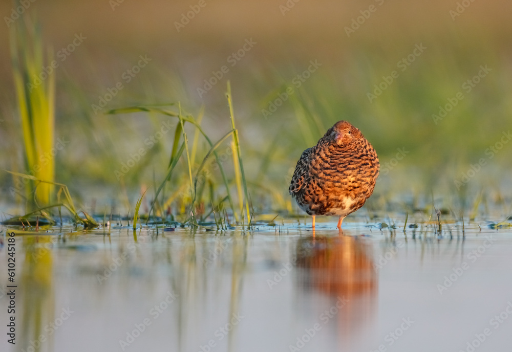 Ruff - male bird at a wetland on the mating season in spring