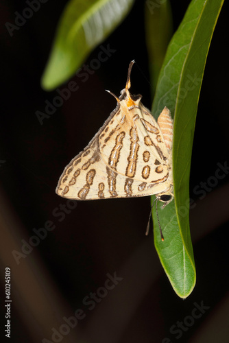 Plumbeous Silverline butterfly, Spindasis schistacea at Satara, Maharashtra photo