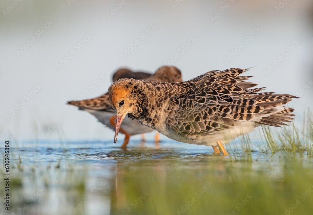 Fototapeta premium Ruff - male bird at a wetland on the mating season in spring