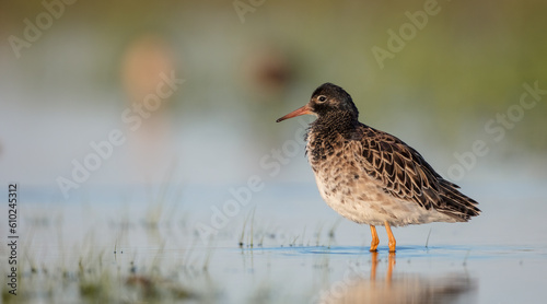 Ruff - male bird at a wetland on the mating season in spring © Simonas