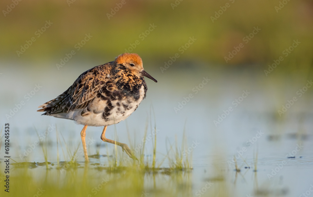 Ruff - male bird at a wetland on the mating season in spring Ruff - male bird at a wetland on the mating season in spring