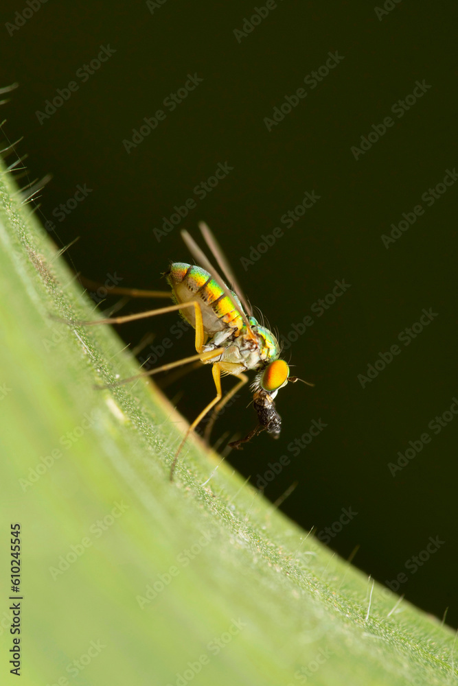 Lateral view of Long legged fly, Condylostylus clunalis at Satara, Maharashtra Lateral view of Long legged fly, Condylostylus clunalis at Satara, Maharashtra
