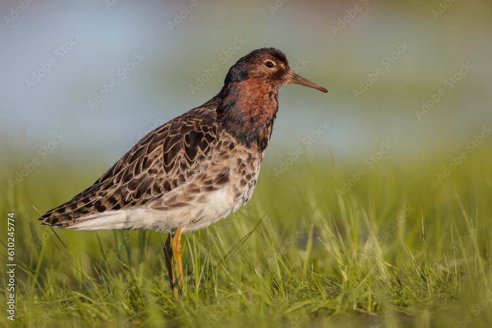Ruff - male bird at a wetland on the mating season in spring Ruff - male bird at a wetland on the mating season in spring
