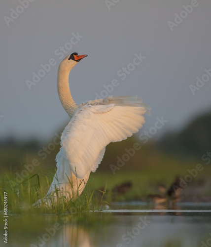 Fototapeta Naklejka Na Ścianę i Meble -  Mute swan - male at a wetland in spring