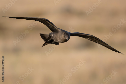 Oiseau