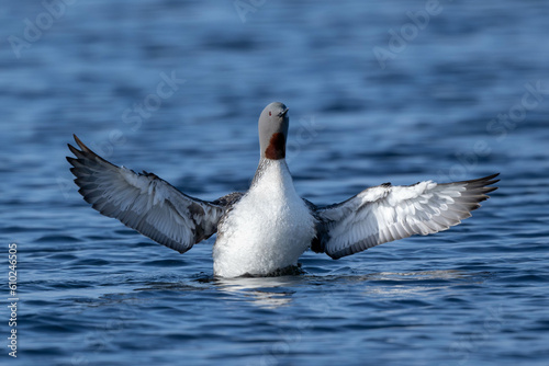 Oiseau